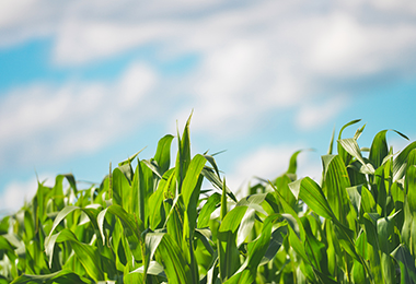 Agribusiness_Stock(Program)